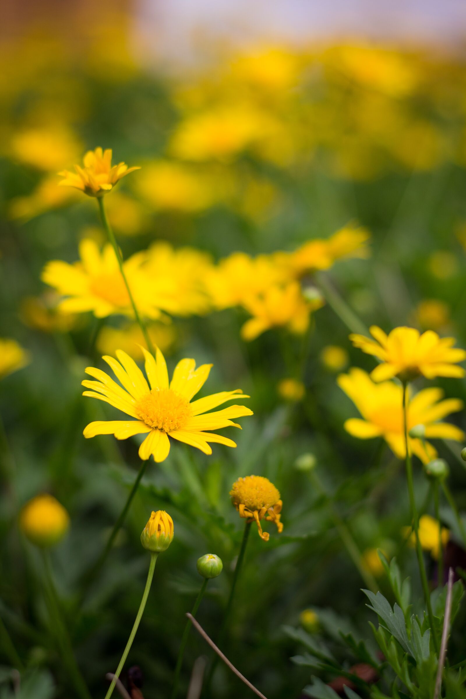 Canon EOS 700D (EOS Rebel T5i / EOS Kiss X7i) + Canon EF 50mm F1.8 II sample photo. Margarita, flor, flores photography