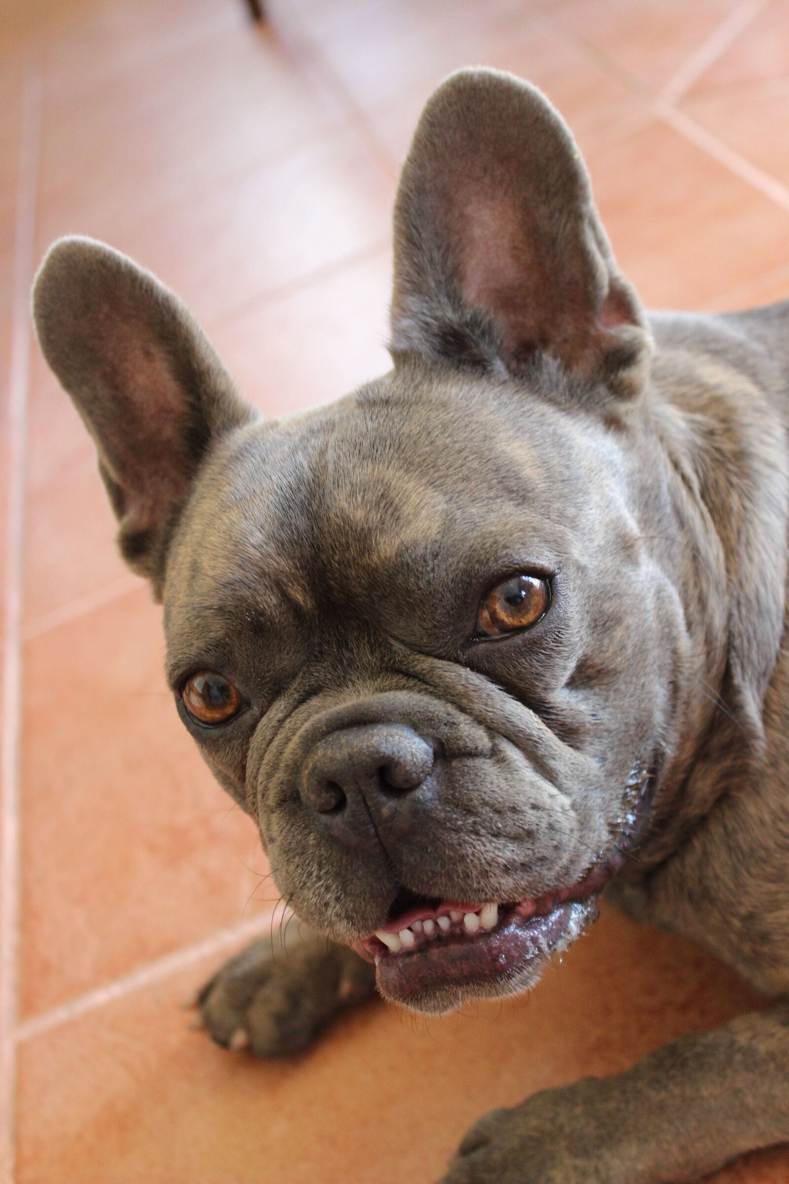Canon EOS 600D (Rebel EOS T3i / EOS Kiss X5) sample photo. French bulldog, curious, good photography