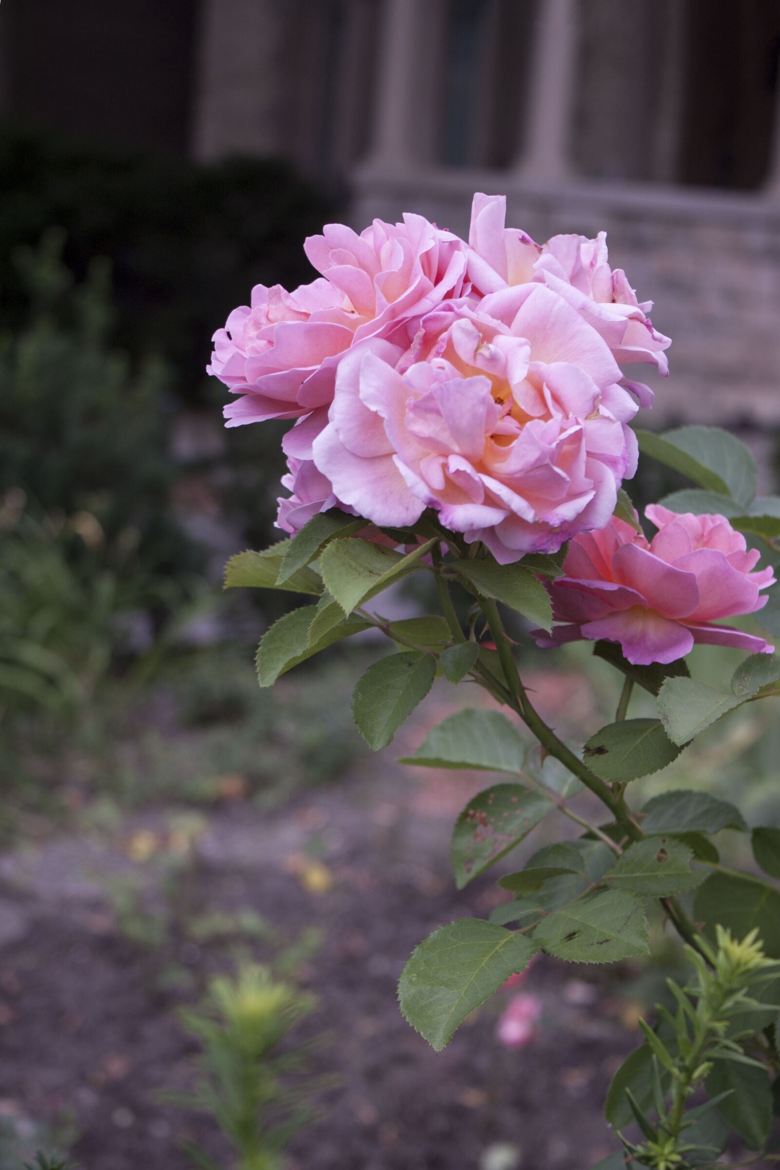 Canon EOS 500D (EOS Rebel T1i / EOS Kiss X3) sample photo. Rose, pink, romance photography