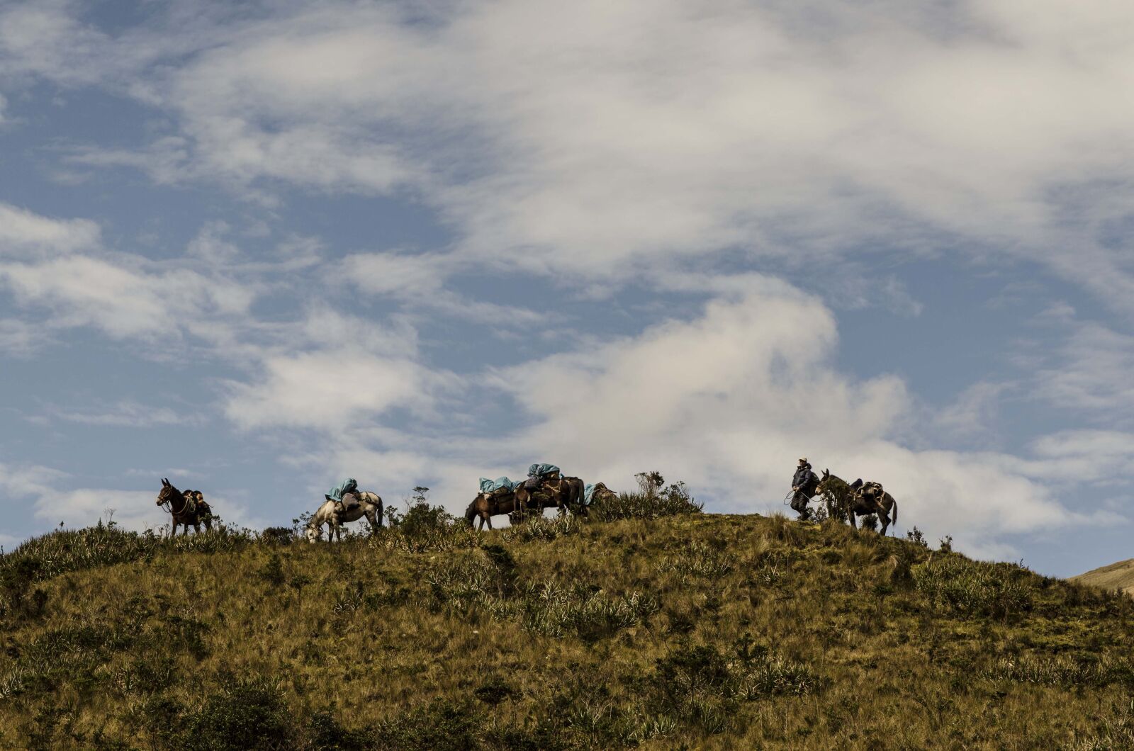 Nikon D5100 sample photo. Arrieros, peruvian andes, andes photography