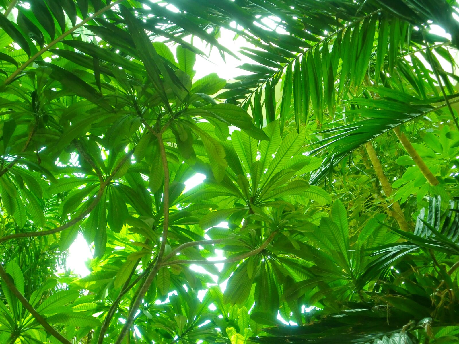 CASIO EX-Z250 sample photo. Green, tree, leaves photography