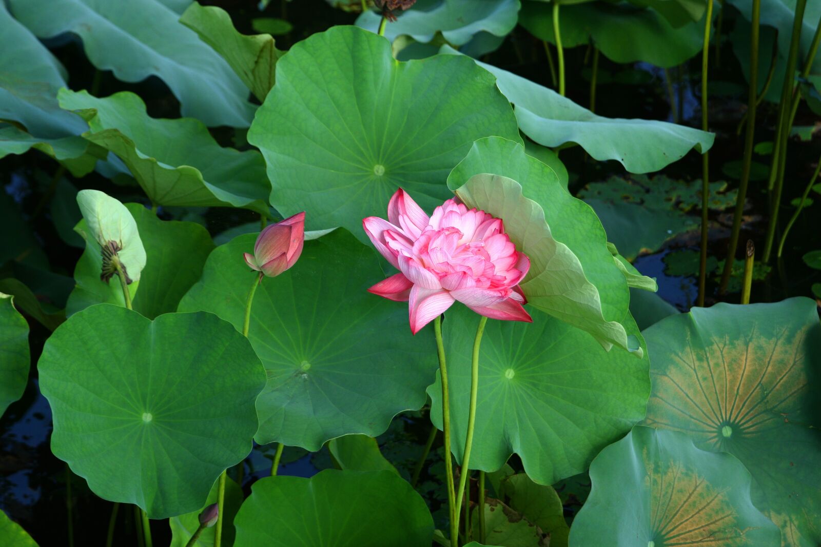 Canon EOS 40D sample photo. Lotus, plants, nature photography