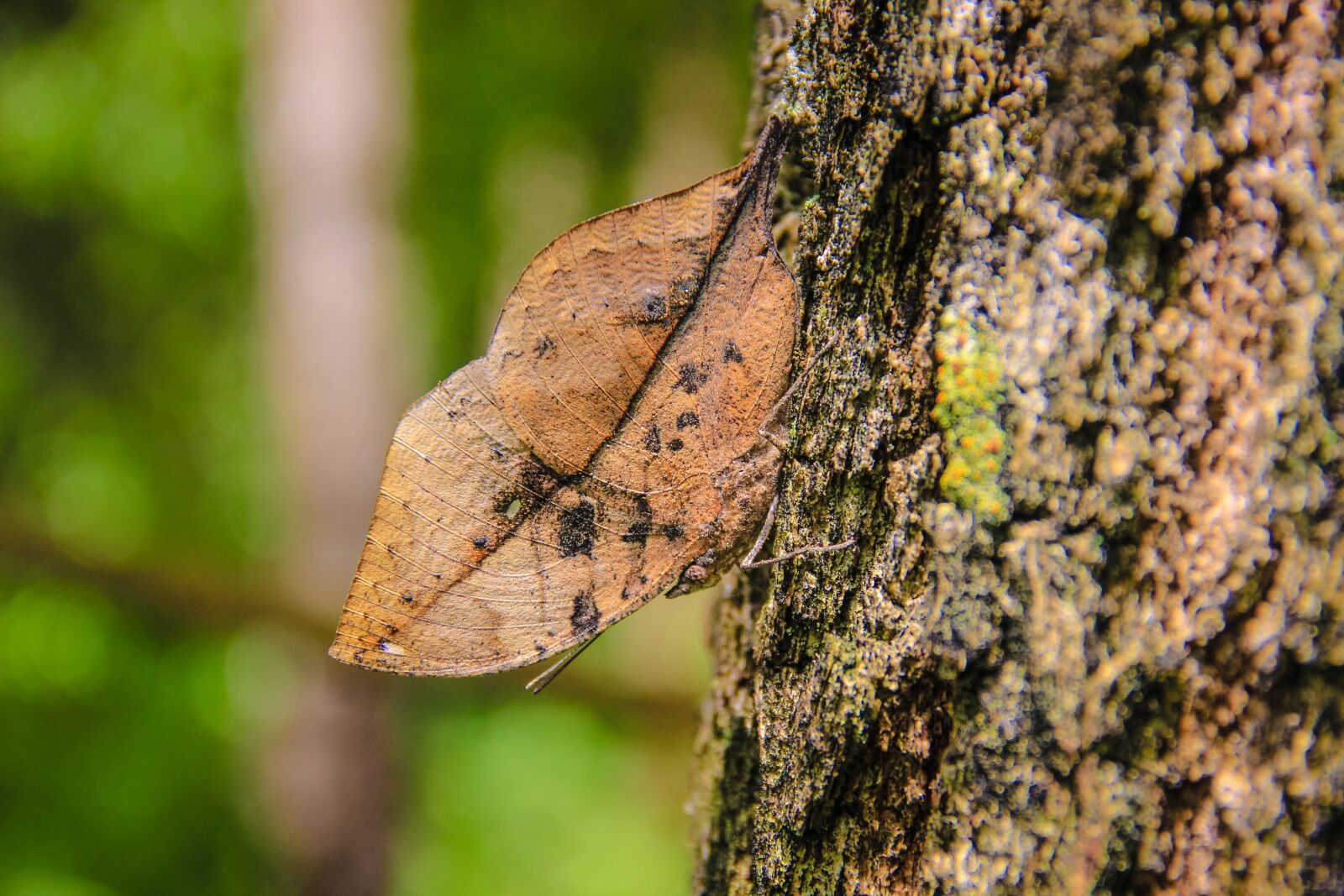 Canon EOS 600D (Rebel EOS T3i / EOS Kiss X5) sample photo. Insects, butterfly leaves huge photography