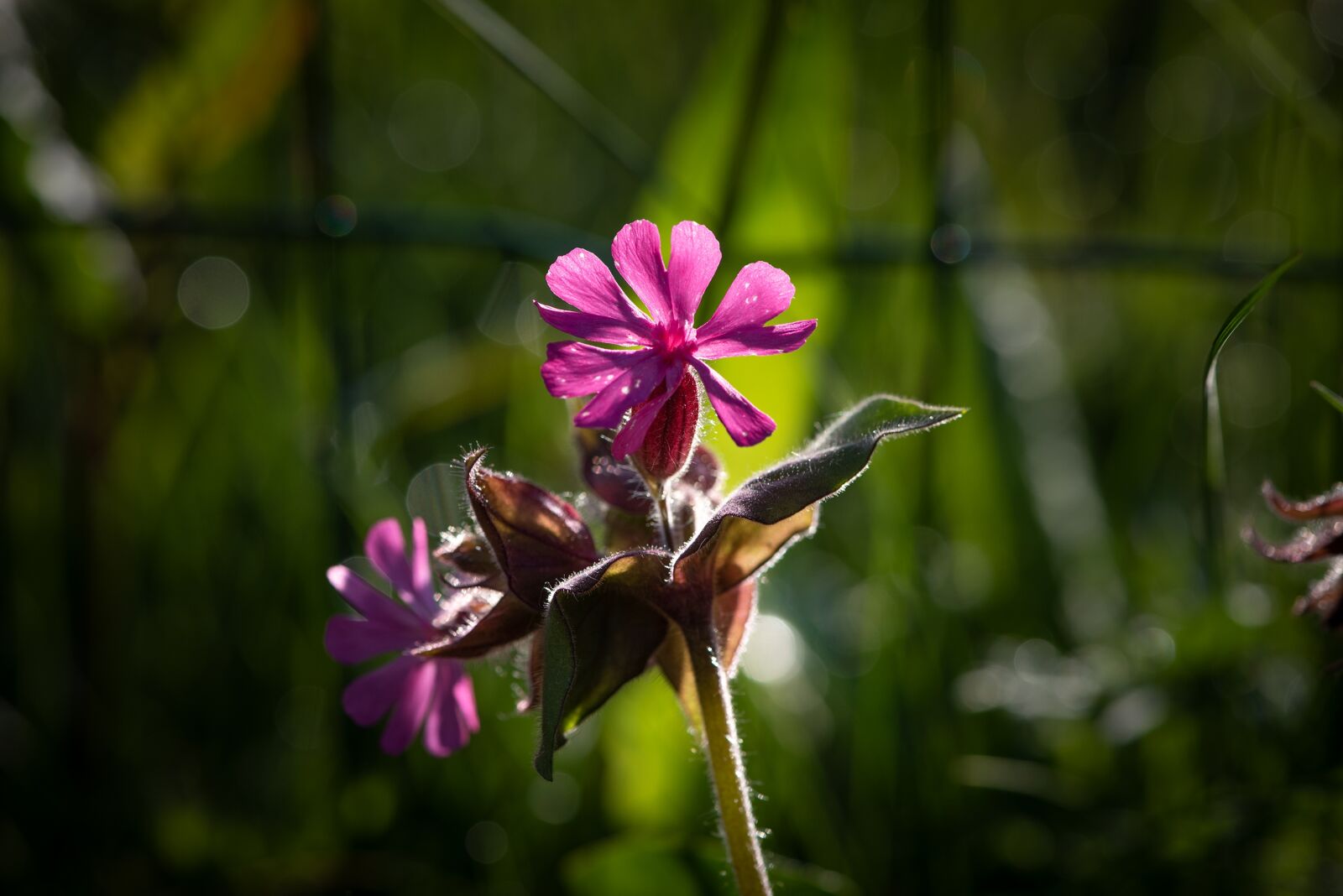 Nikon D750 sample photo. Heath orchid, flower, blossom photography