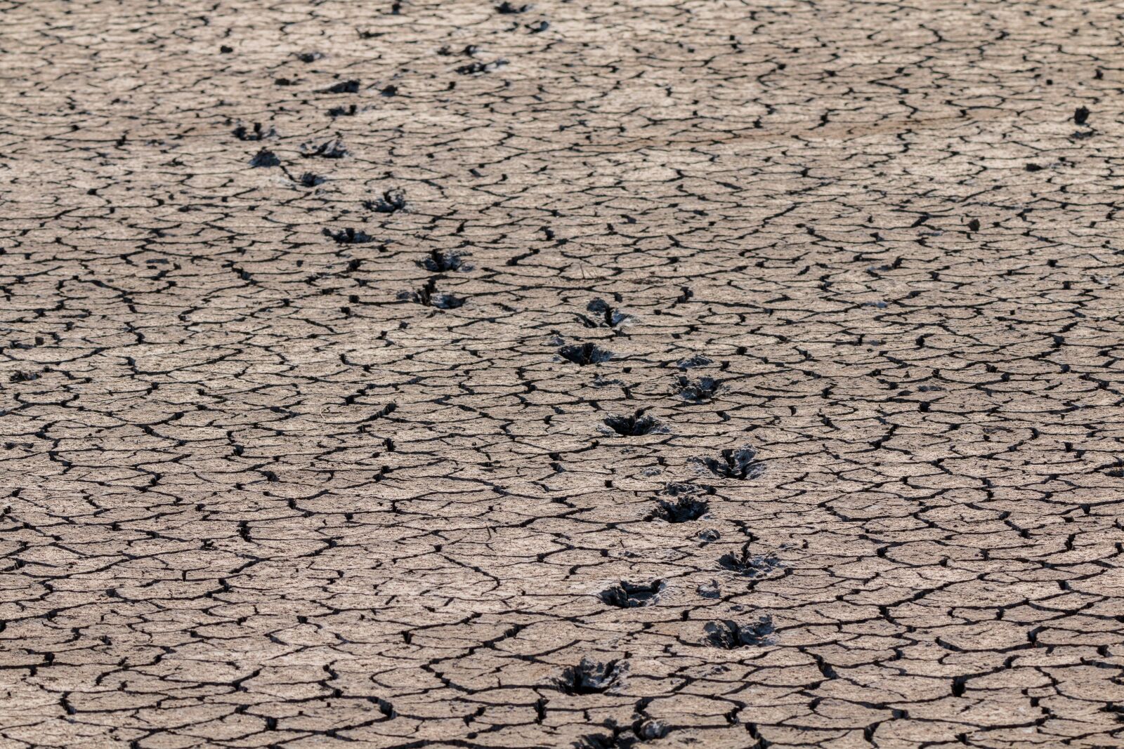 150-600mm F5-6.3 DG OS HSM | Contemporary 015 sample photo. Footprints, drought, away photography