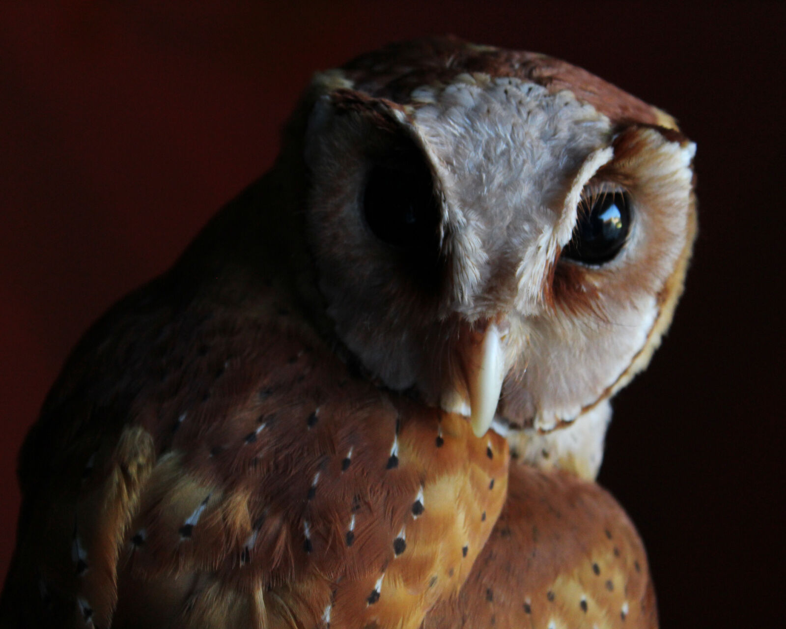 Canon EOS 1200D (EOS Rebel T5 / EOS Kiss X70 / EOS Hi) sample photo. Animal, avian, beak, bird photography