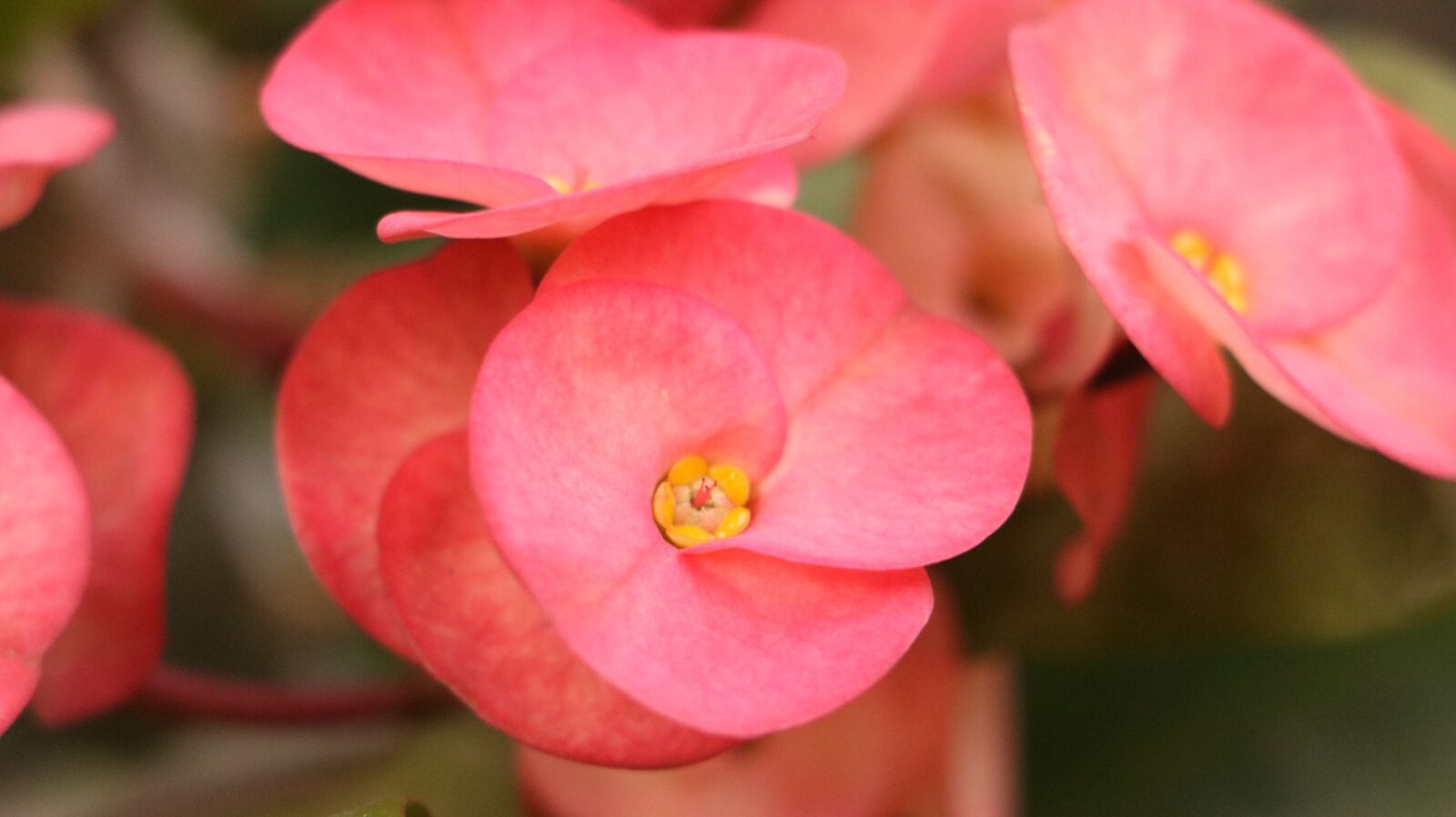 Canon EOS 750D (EOS Rebel T6i / EOS Kiss X8i) sample photo. Flowers, garden, plant photography