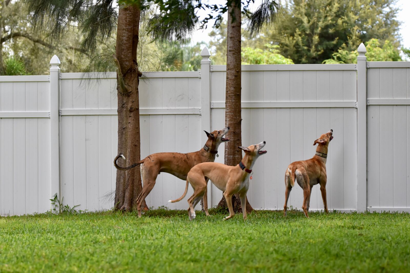 Nikon D5500 sample photo. Greyhound, retired racer, dog photography