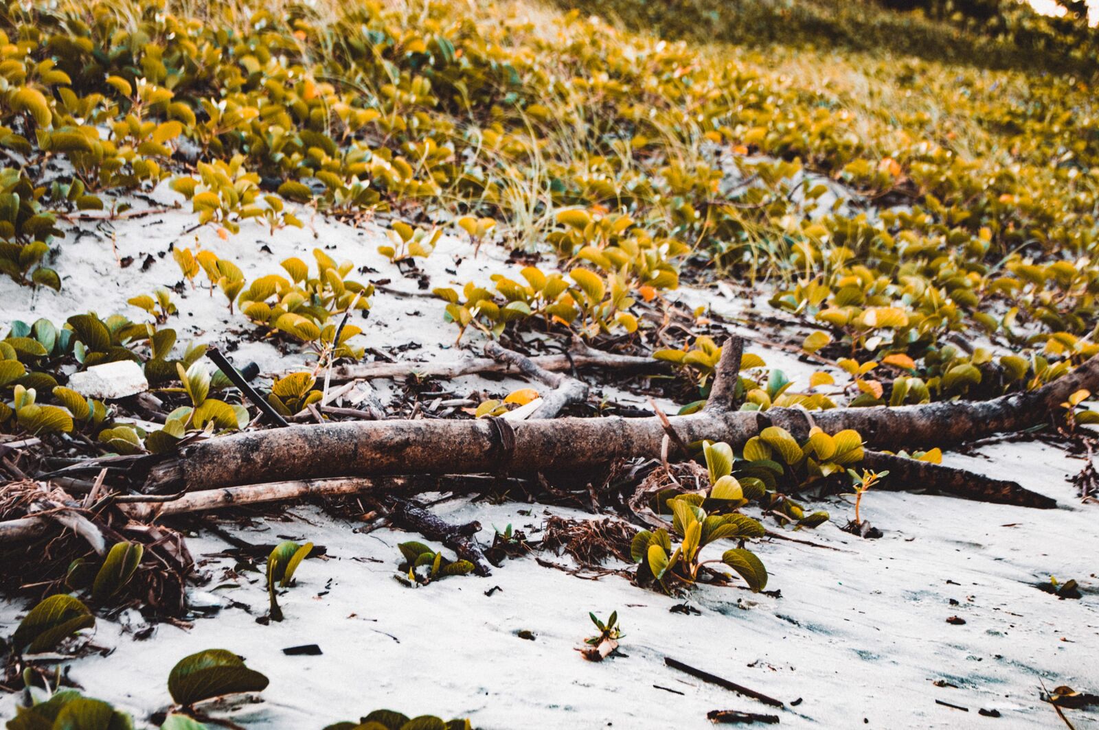 Nikon D3200 sample photo. Plants, leaves, botany photography
