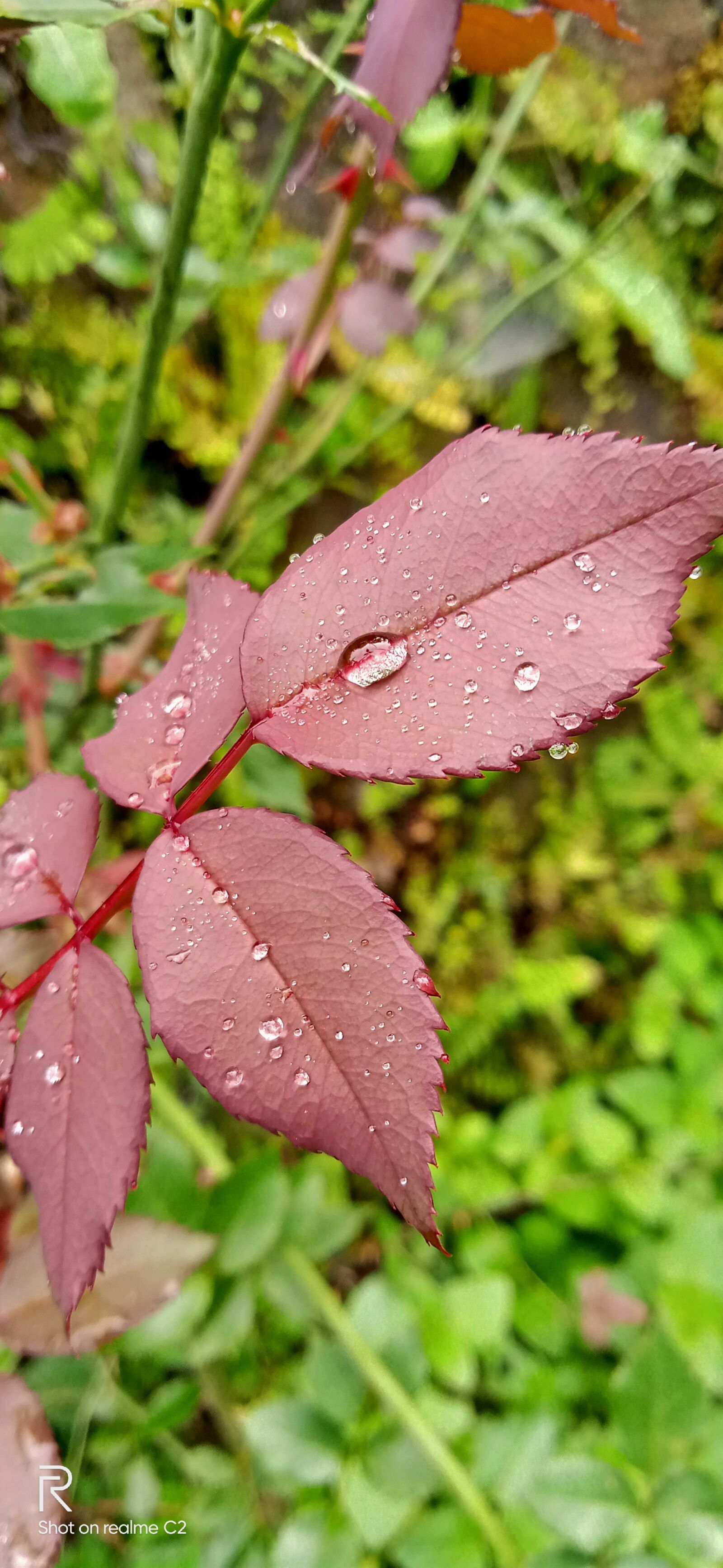 Realme C2 sample photo. Fresh, leaf, flower photography