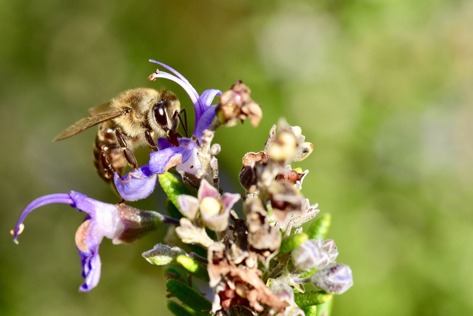 Nikon D750 sample photo. Bee, honeybee, pollen photography