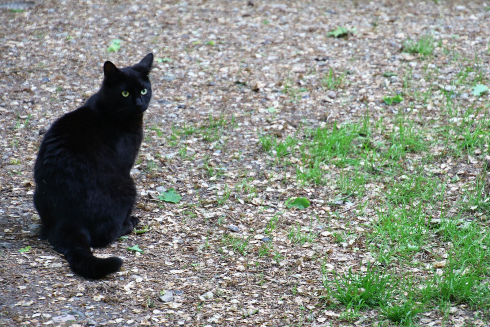 Canon EOS 7D Mark II sample photo. Animal, black, cat, cat photography