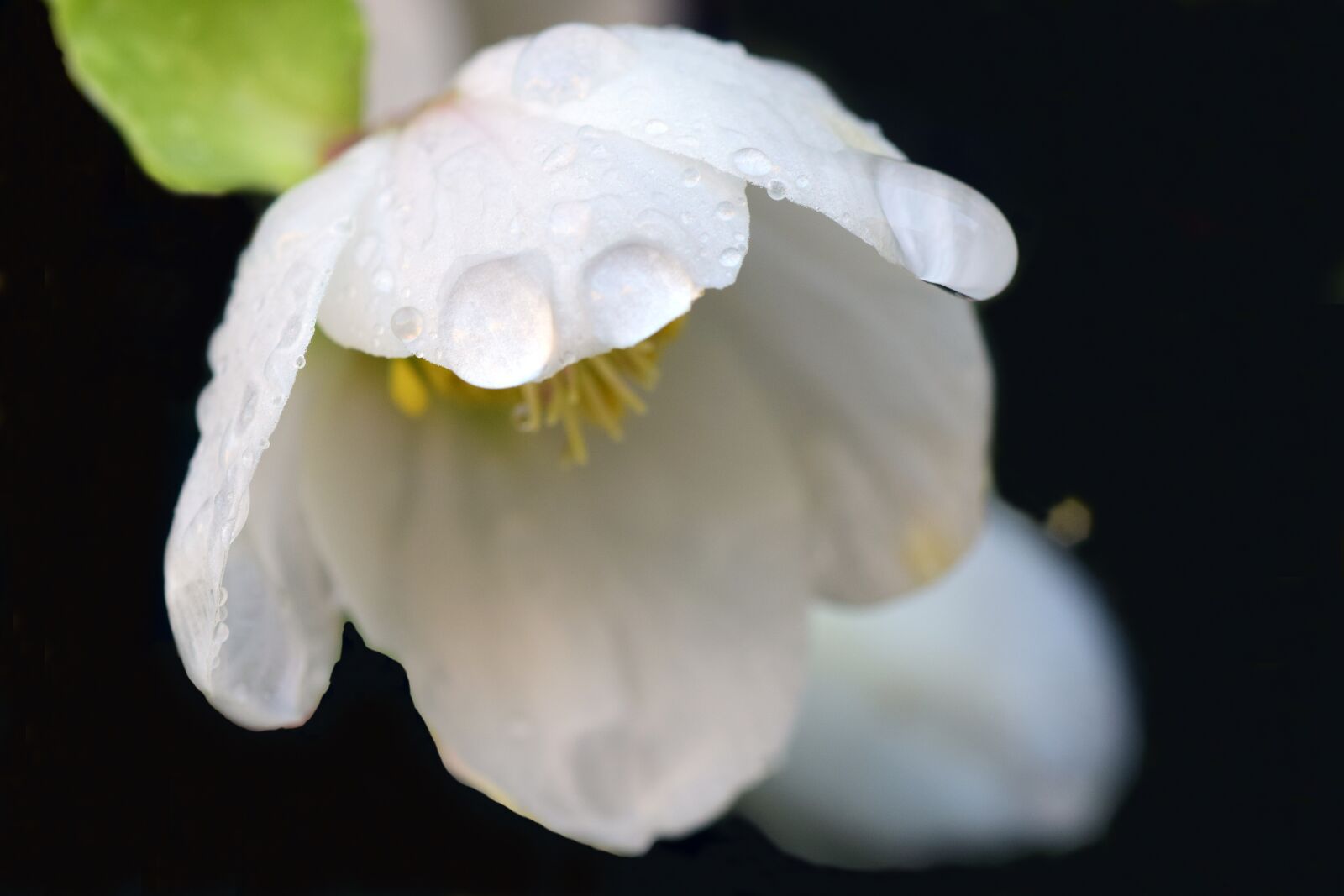 Nikon D3300 sample photo. Christmas rose, winter, winter photography