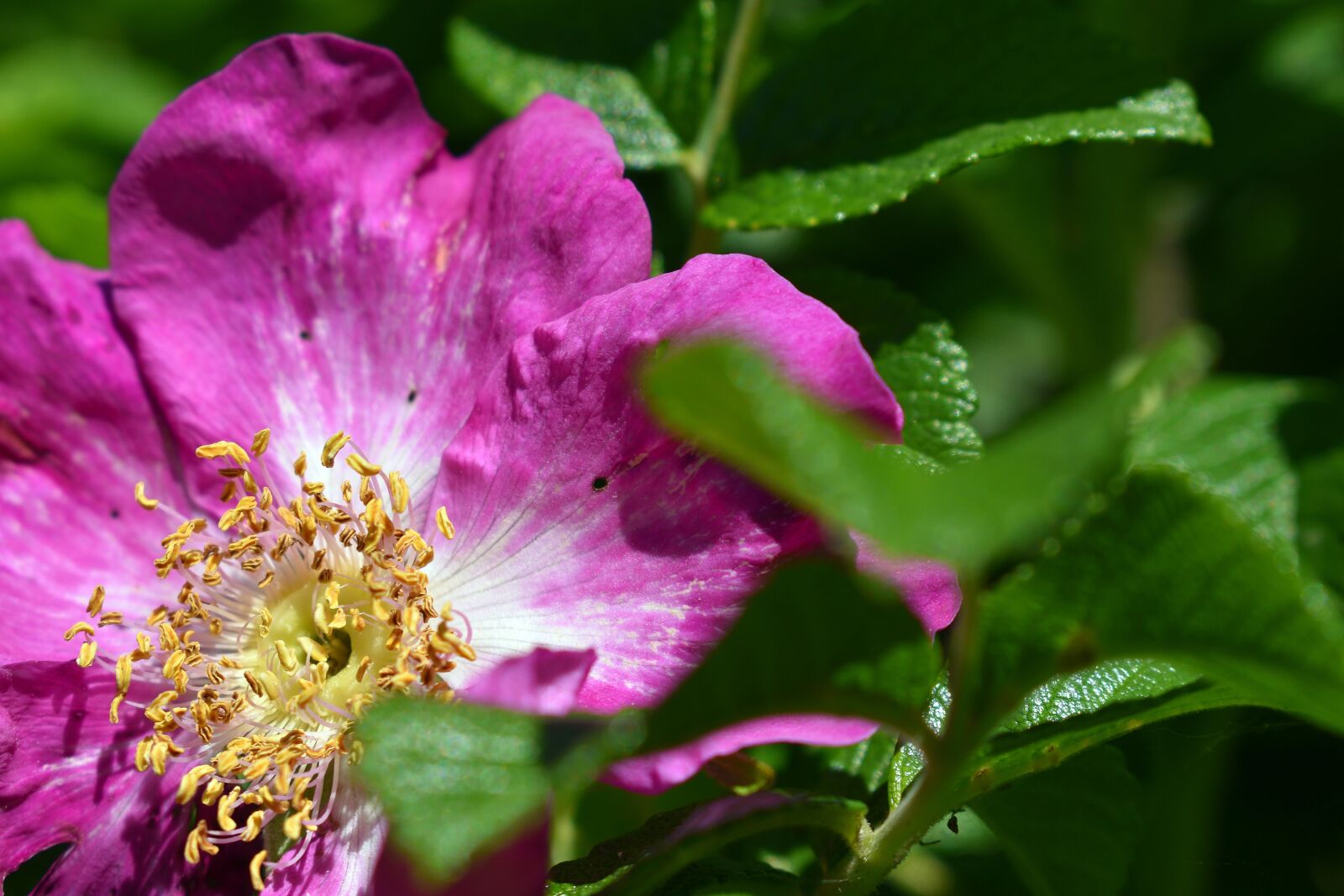 Nikon D3400 sample photo. Flower, flowers, spring photography