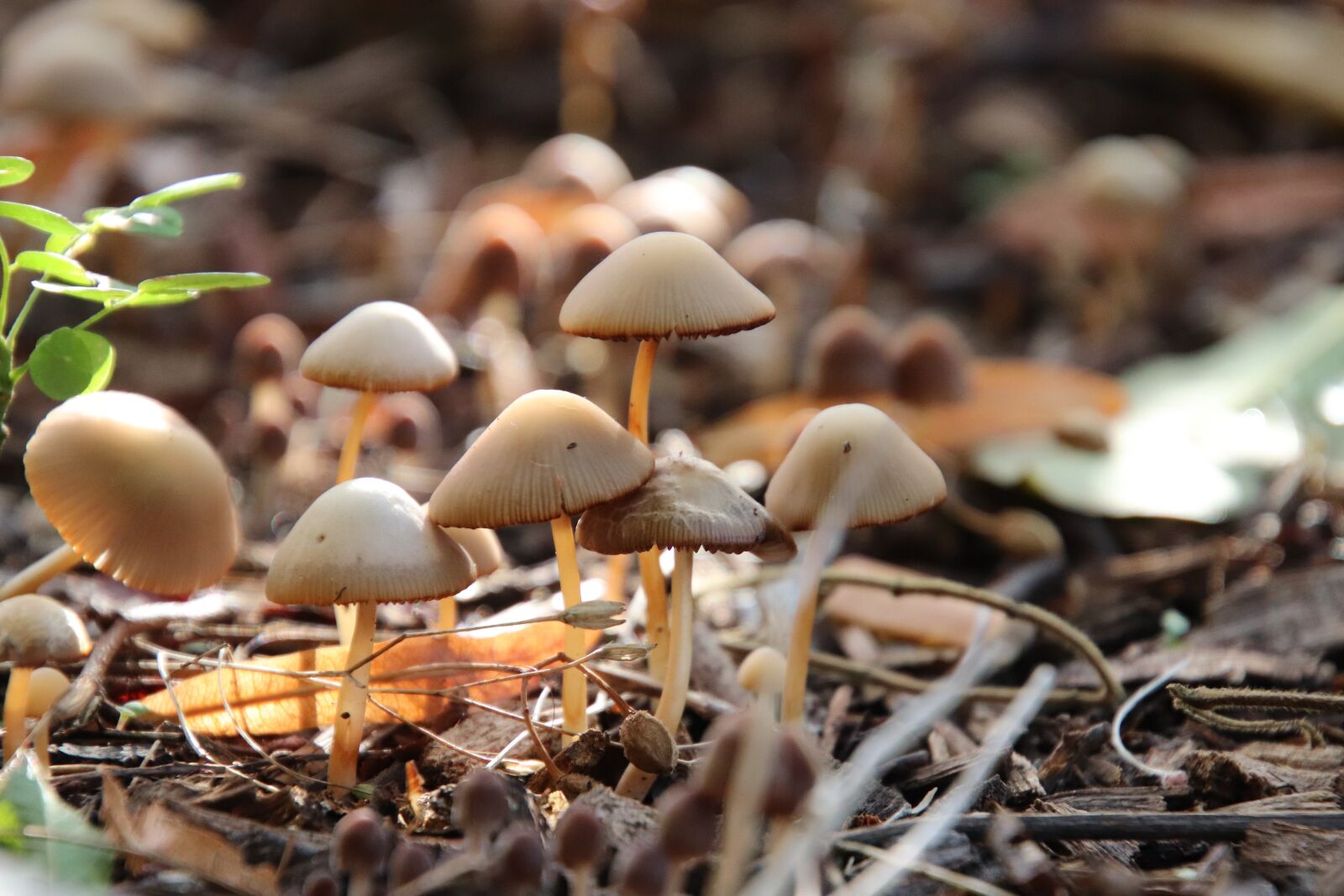 Canon EOS 800D (EOS Rebel T7i / EOS Kiss X9i) sample photo. Mushrooms, garden, nature photography