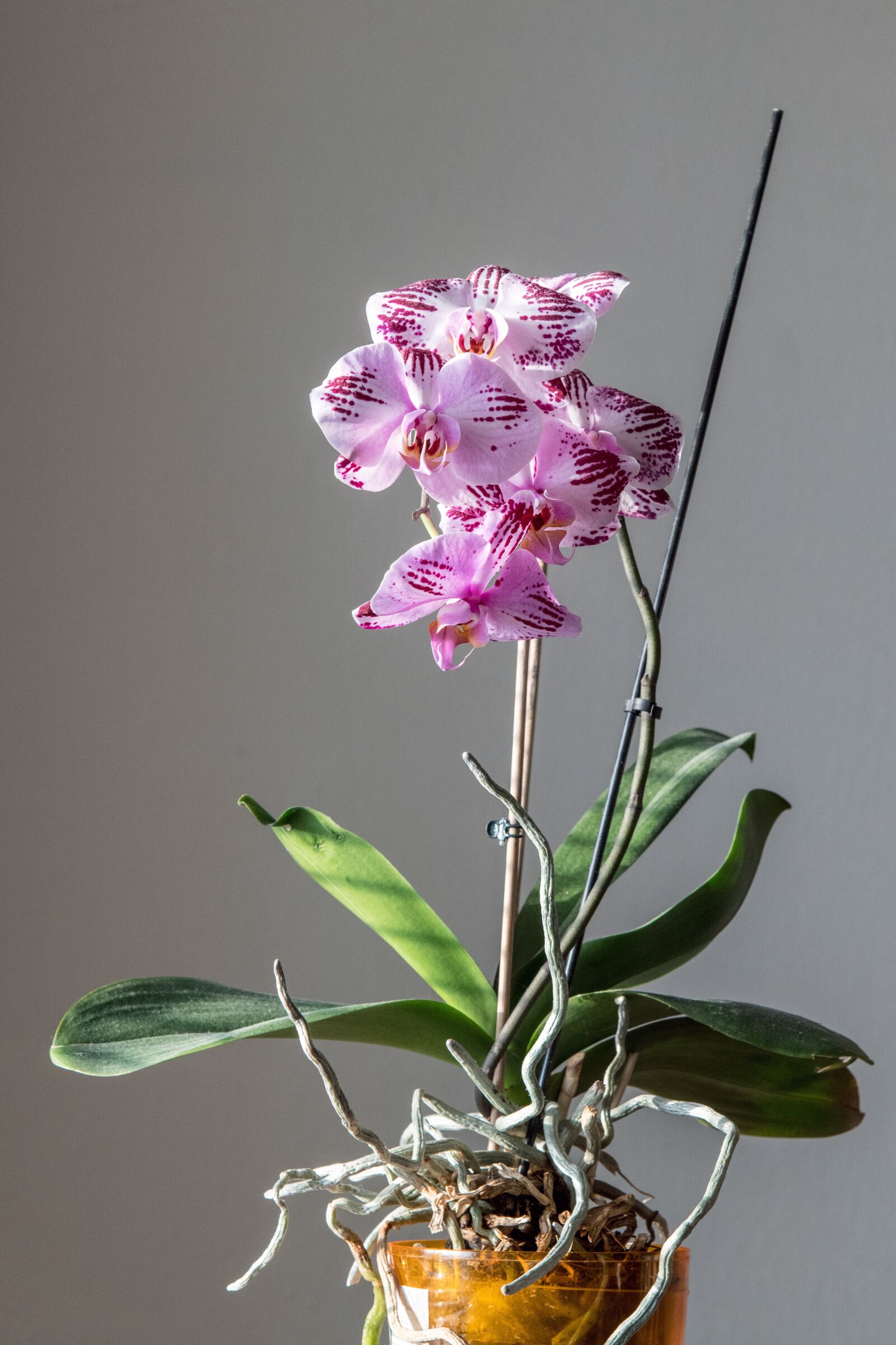 Nikon D850 sample photo. Orchid, flower, pink photography