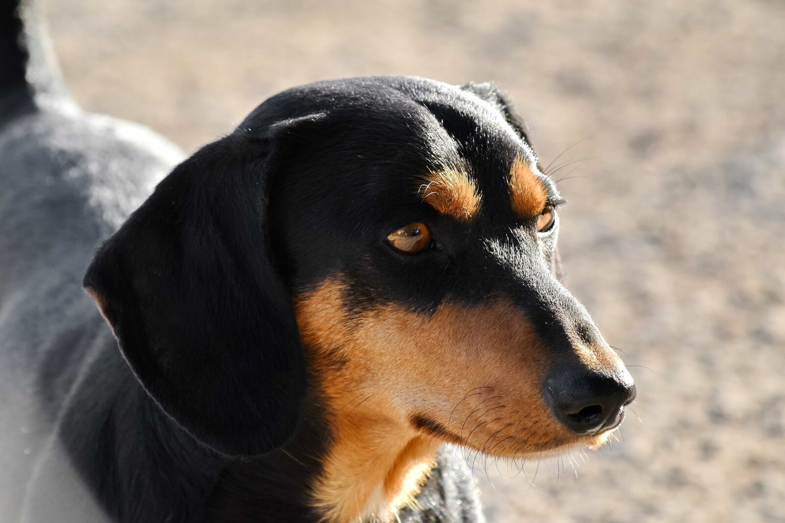Nikon D5500 sample photo. Dachshund, side view, pet photography