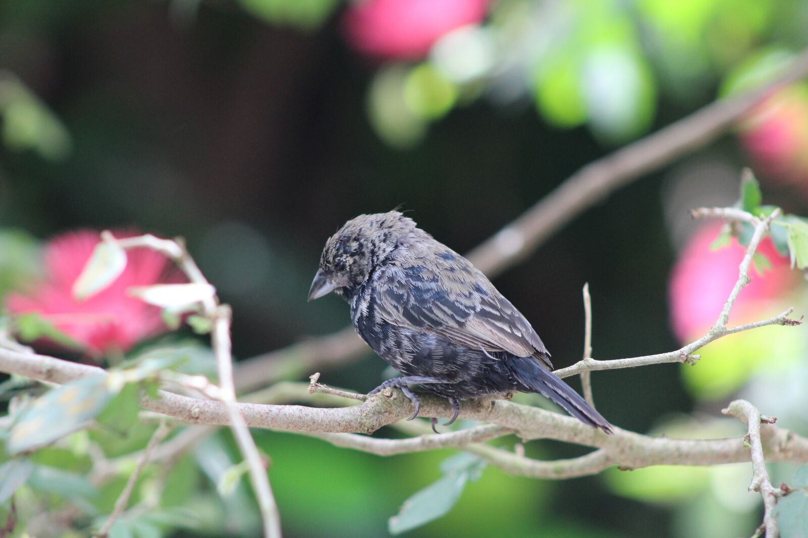 Canon EOS 1200D (EOS Rebel T5 / EOS Kiss X70 / EOS Hi) sample photo. Nature, tree, outdoors photography