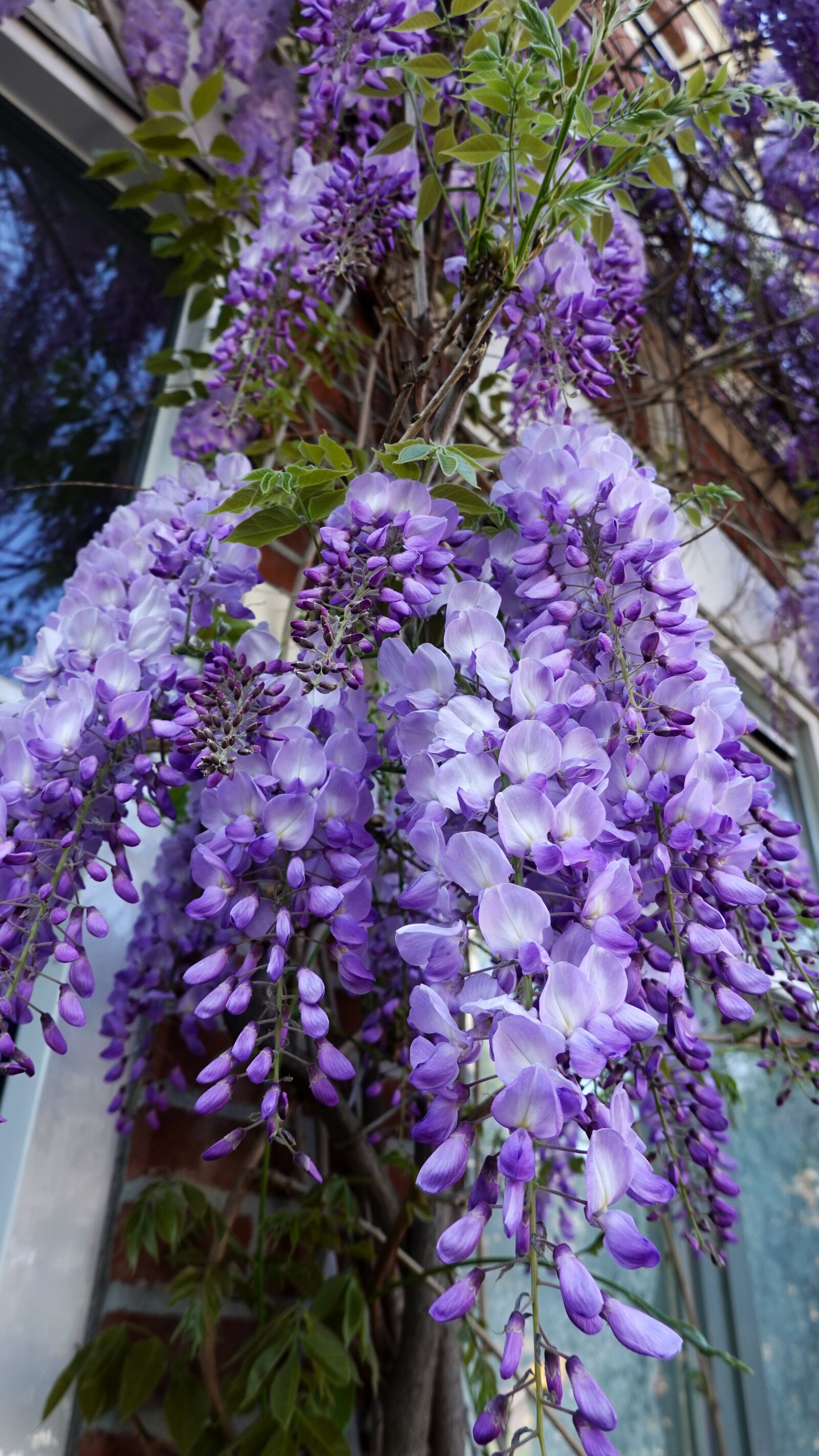 Sony Cyber-shot DSC-RX100 VI sample photo. Wisteria, purple, flowering photography