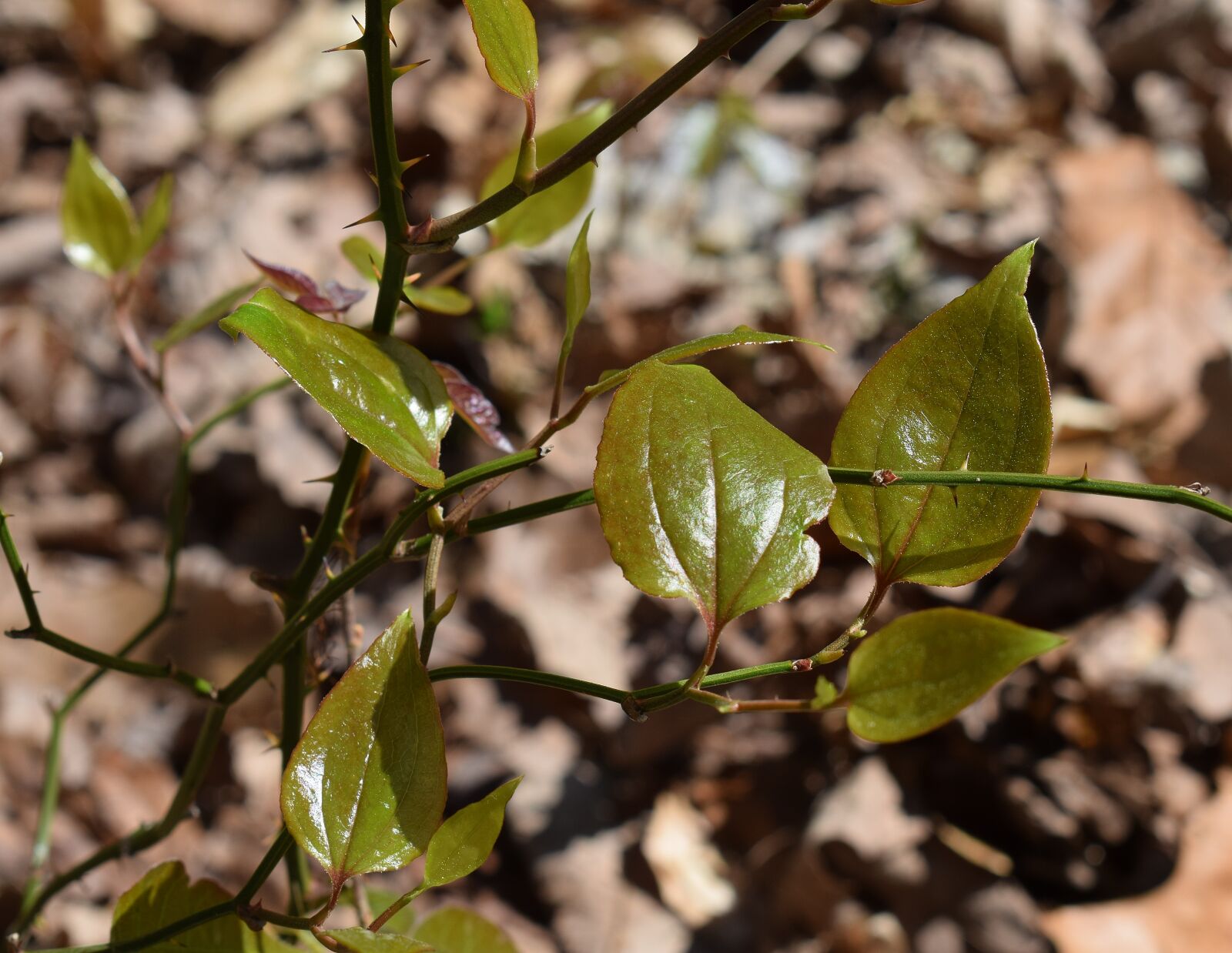 Nikon D3300 sample photo. Green briar vine, vine photography