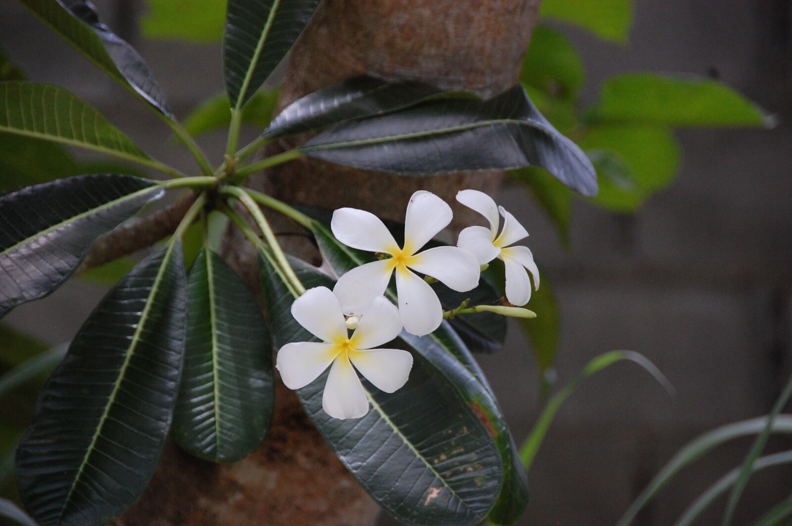 Nikon D40 sample photo. Frangipani, flowers, pretty photography