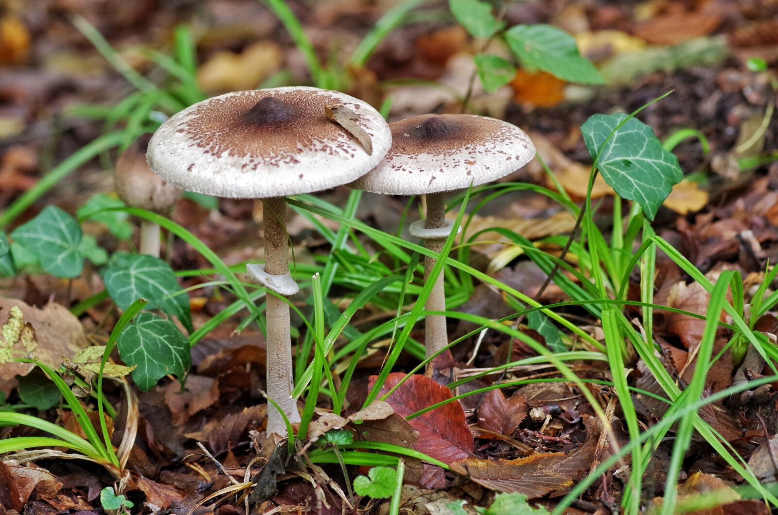 Pentax K-30 sample photo. Mushroom, forest, parasol photography