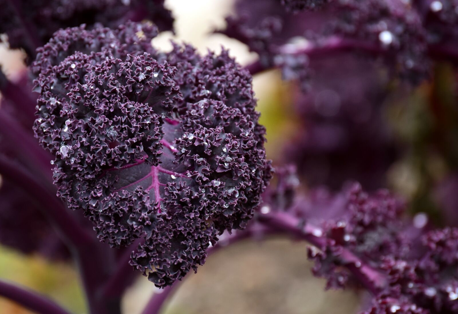 Nikon D3300 sample photo. Kohl, kale, red green photography