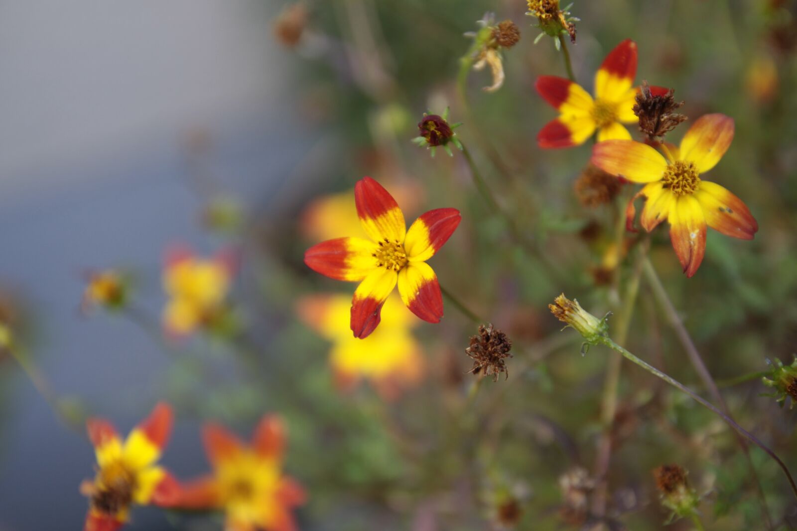 Canon EOS 50D sample photo. Blossom, bloom, flowers photography