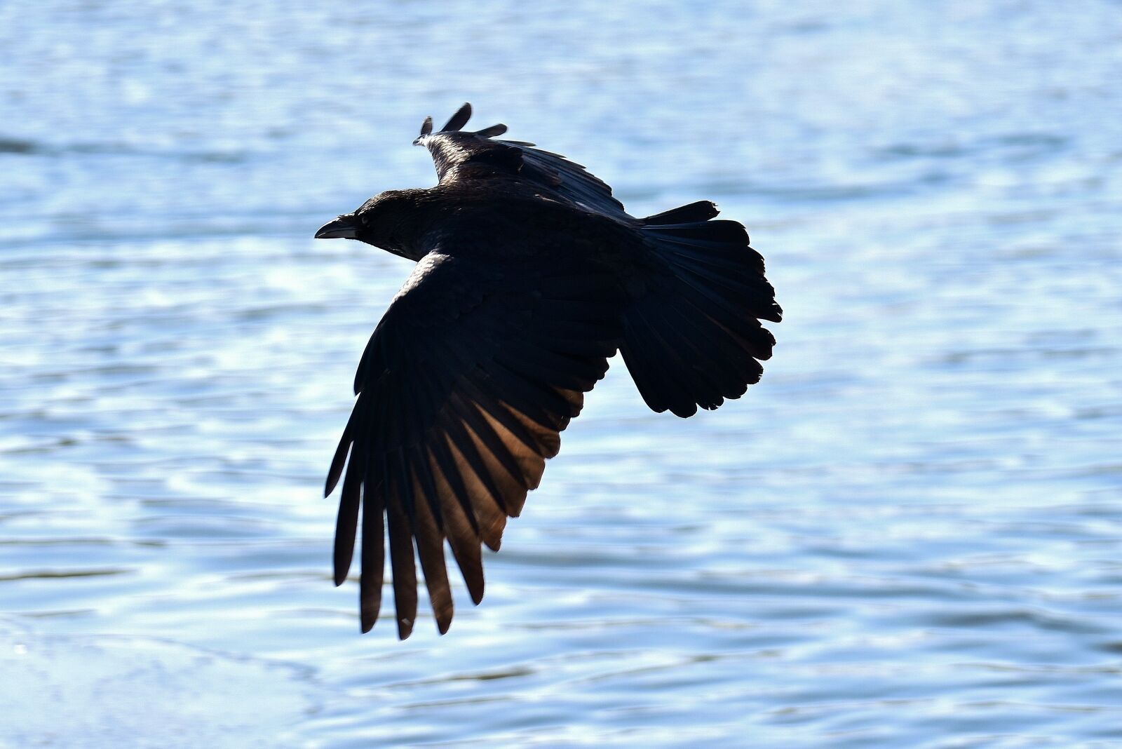 Nikon D7200 sample photo. Raven, flying, lake photography
