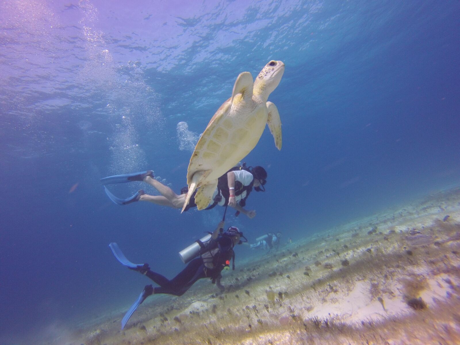 GoPro Hero3-Silver Edition sample photo. Turtle, sea, animal photography
