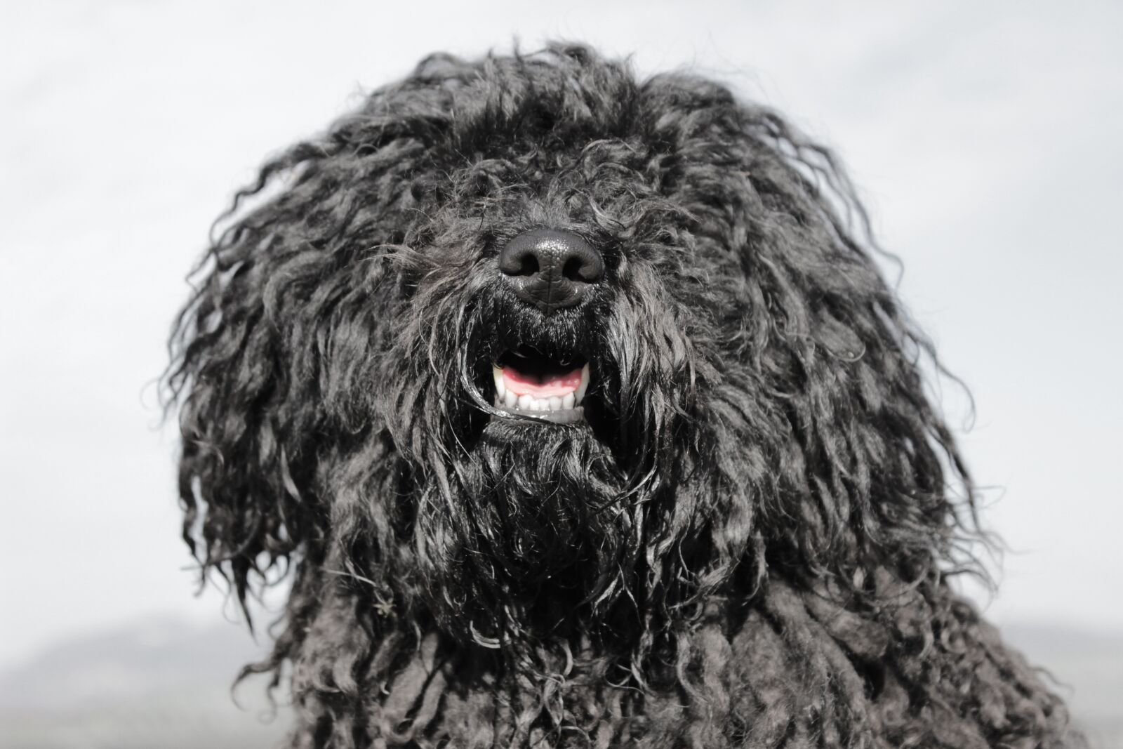 Canon EOS 600D (Rebel EOS T3i / EOS Kiss X5) sample photo. Dog, head, snout photography