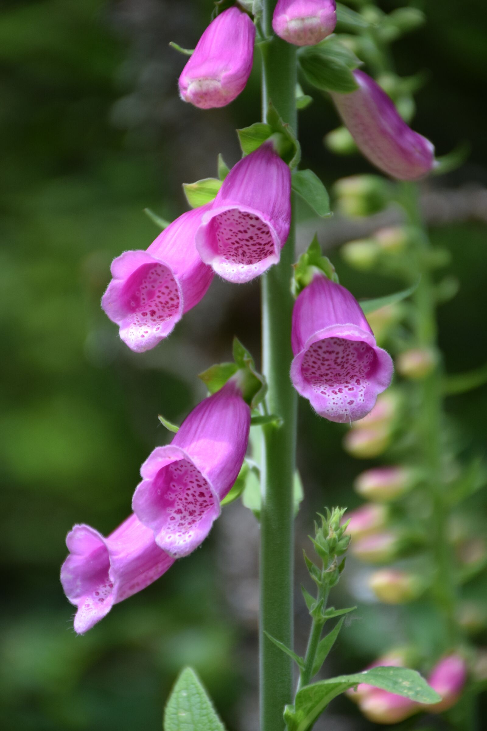 Nikon D5300 sample photo. Thimble, inflorescence, close up photography
