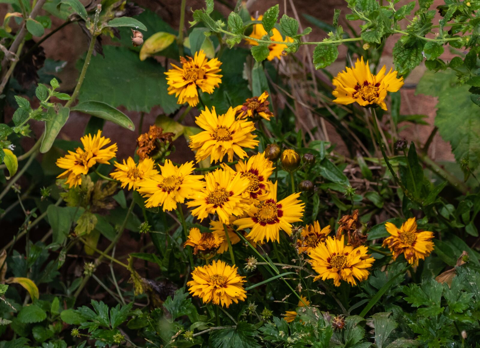 Canon EOS 7D Mark II + Canon EF 100-400mm F4.5-5.6L IS II USM sample photo. Yellow aster, aster, daisy photography