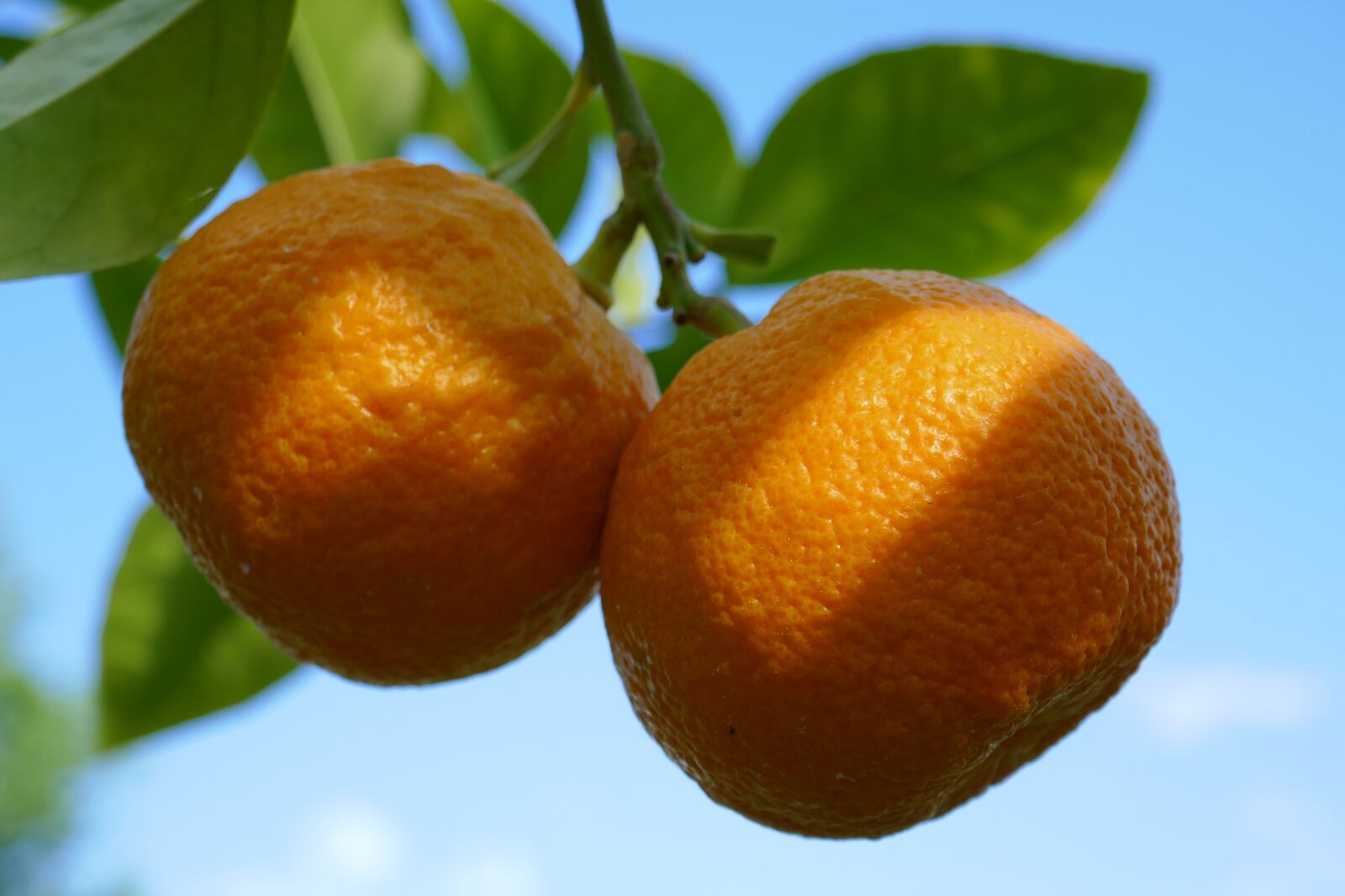 Panasonic DMC-TZ101 sample photo. Orange tree, orange, fruit photography