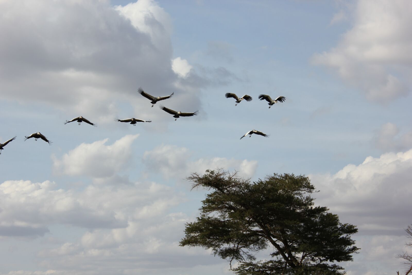 Canon EF-S 18-55mm F3.5-5.6 IS sample photo. Grey crowned crane, kenya photography