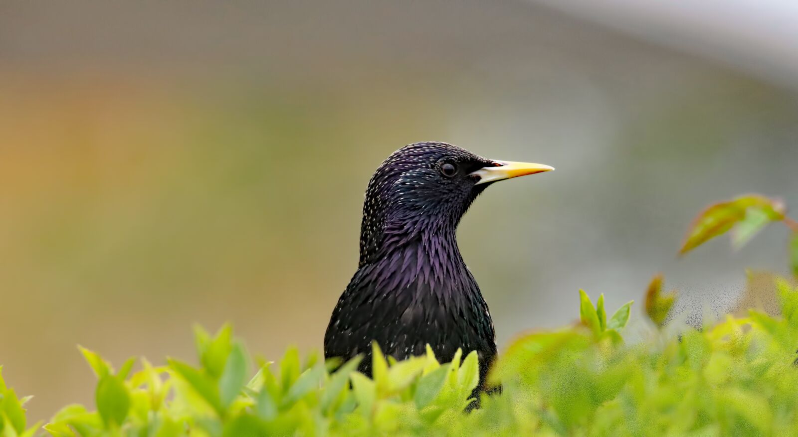 Canon EOS 80D sample photo. Starling, bird, wildlife photography
