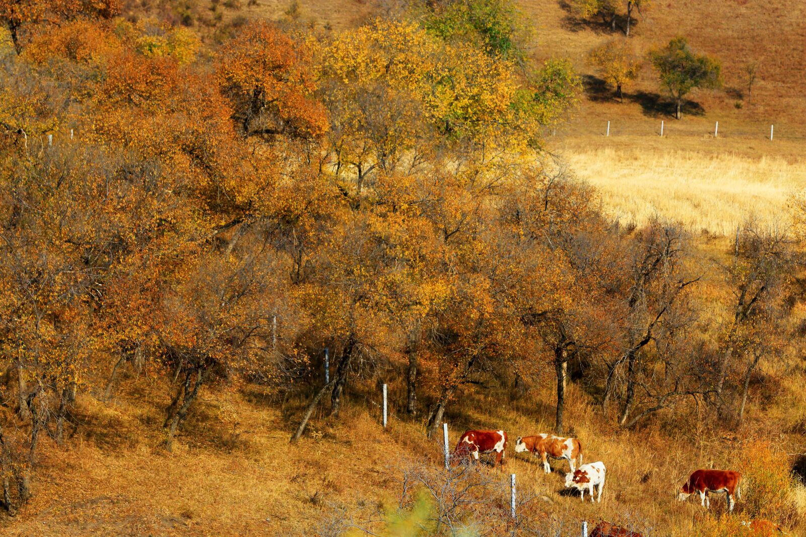 Canon EOS 70D + Canon EF 70-200mm F2.8L IS USM sample photo. Autumn, the scenery, tree photography