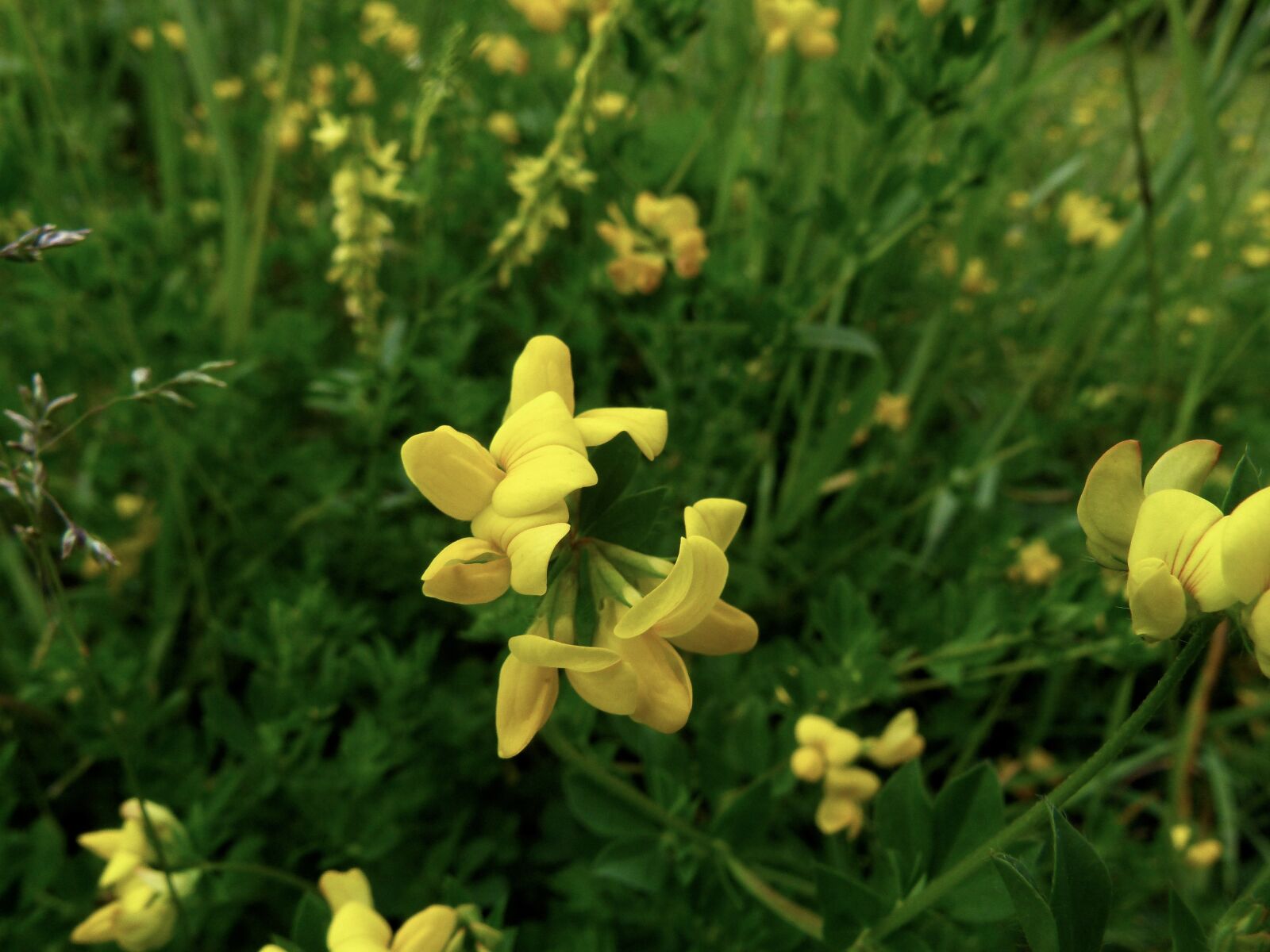 Panasonic Lumix DMC-FZ100 sample photo. Yellow flower, wildflower, mimulus photography