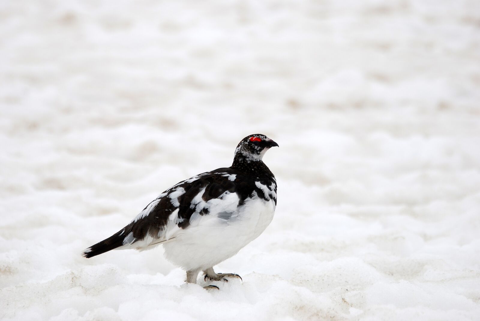 Nikon D80 sample photo. Rock ptarmigan, ptarmigan, grouse photography