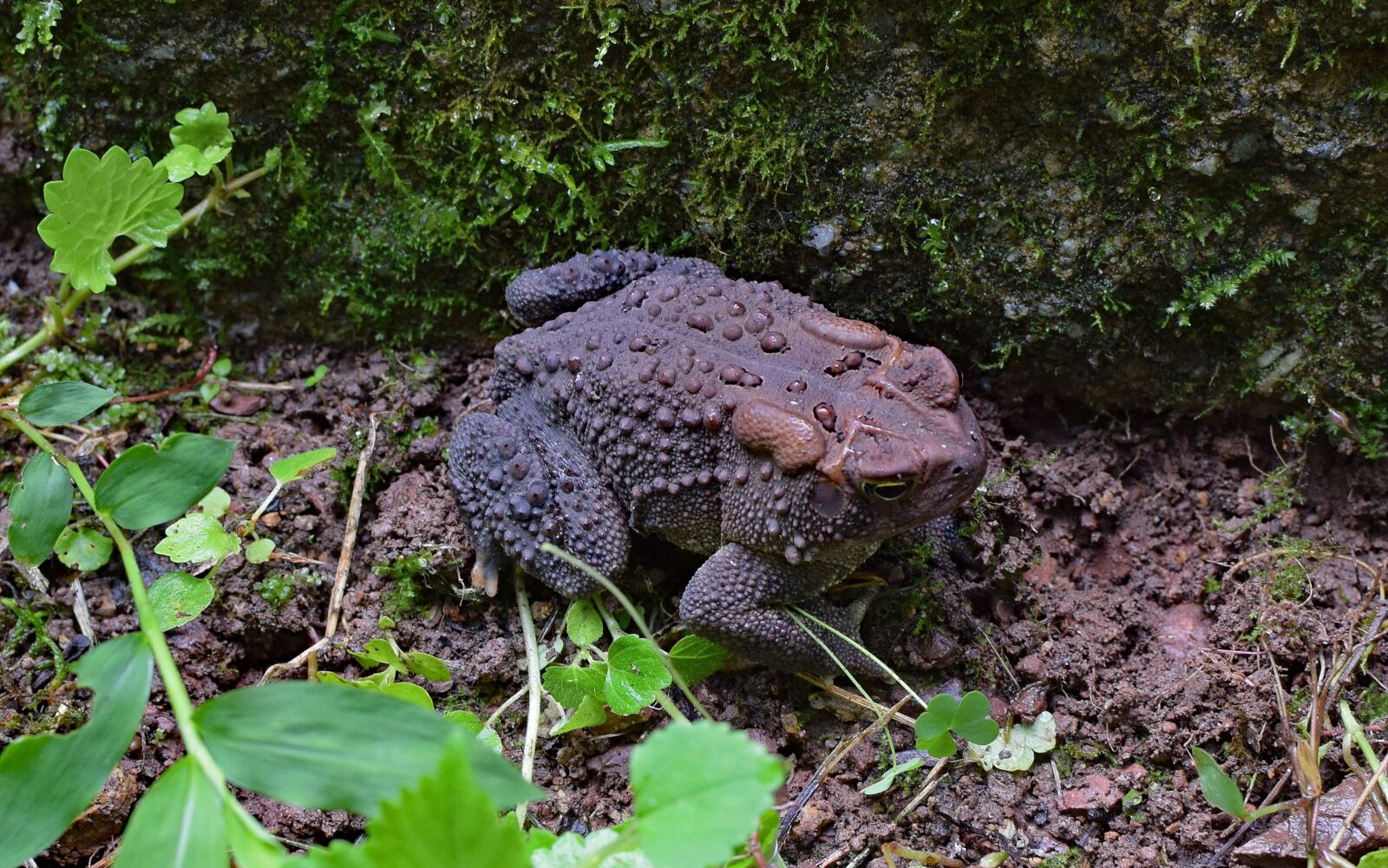 Nikon D3300 sample photo. Rain-wet common toad, toad photography