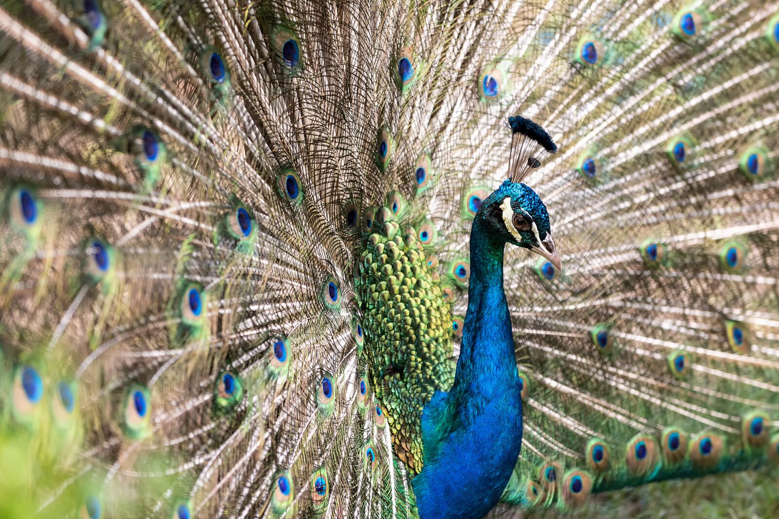 Nikon D850 sample photo. Animal, peacock, nature photography
