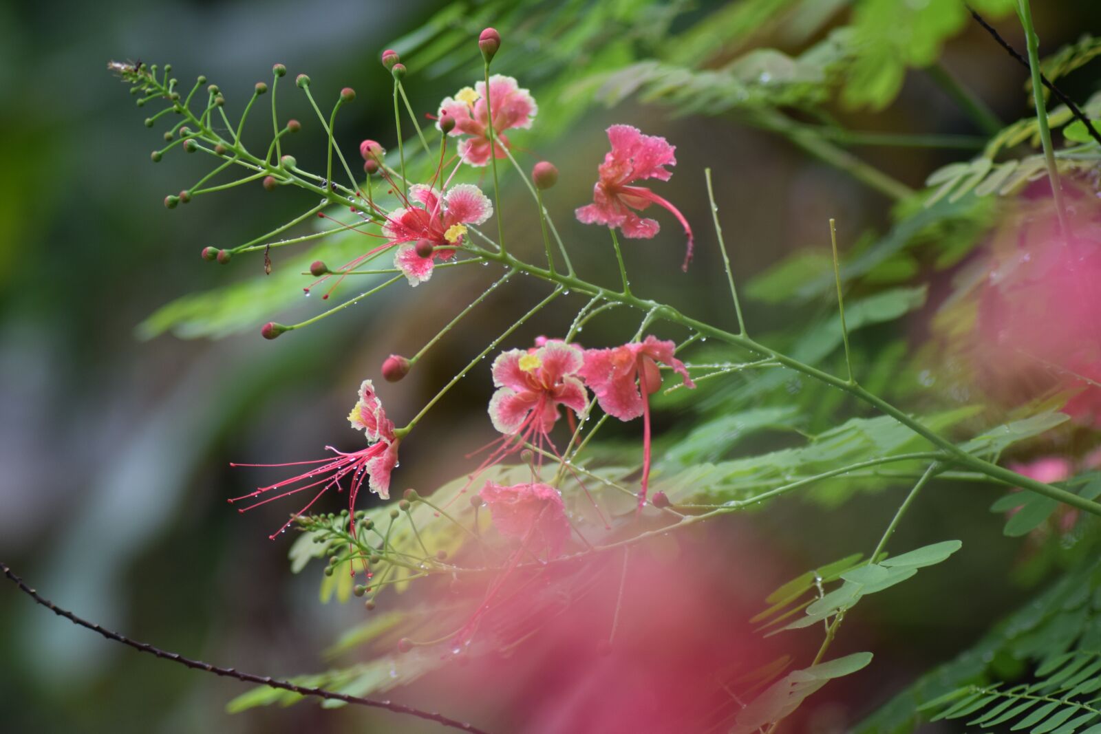 Nikon D5300 sample photo. Kerala, greenery, flowers photography