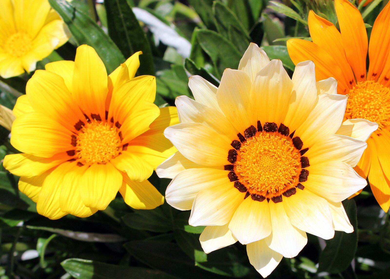 Canon EOS 1200D (EOS Rebel T5 / EOS Kiss X70 / EOS Hi) sample photo. Yellow flowers, garden, a photography