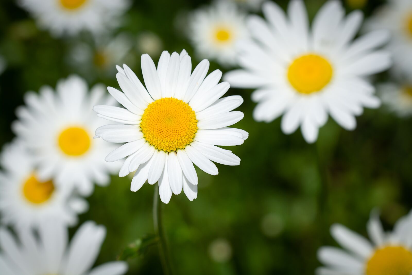 Nikon D7100 sample photo. Daisies, flowers, white photography