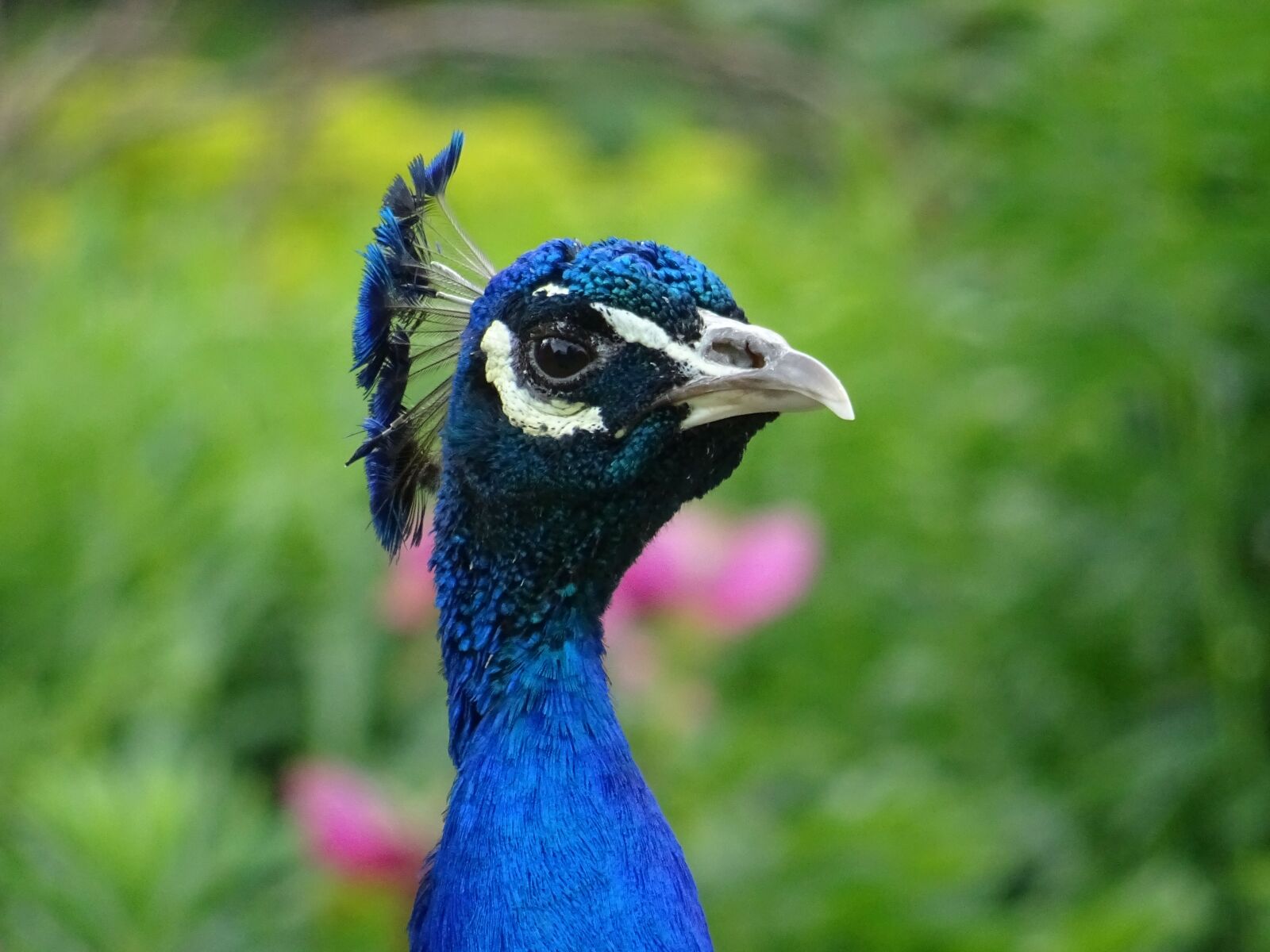 Sony DSC-HX60 sample photo. Animal, animal, photography, beak photography