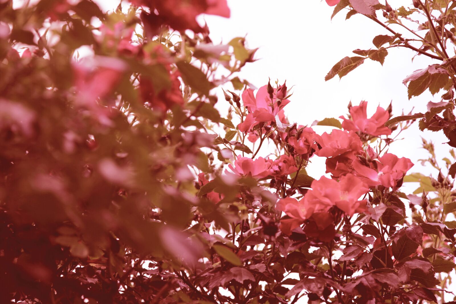 Canon EOS 5D Mark II sample photo. Red, garden, roses photography