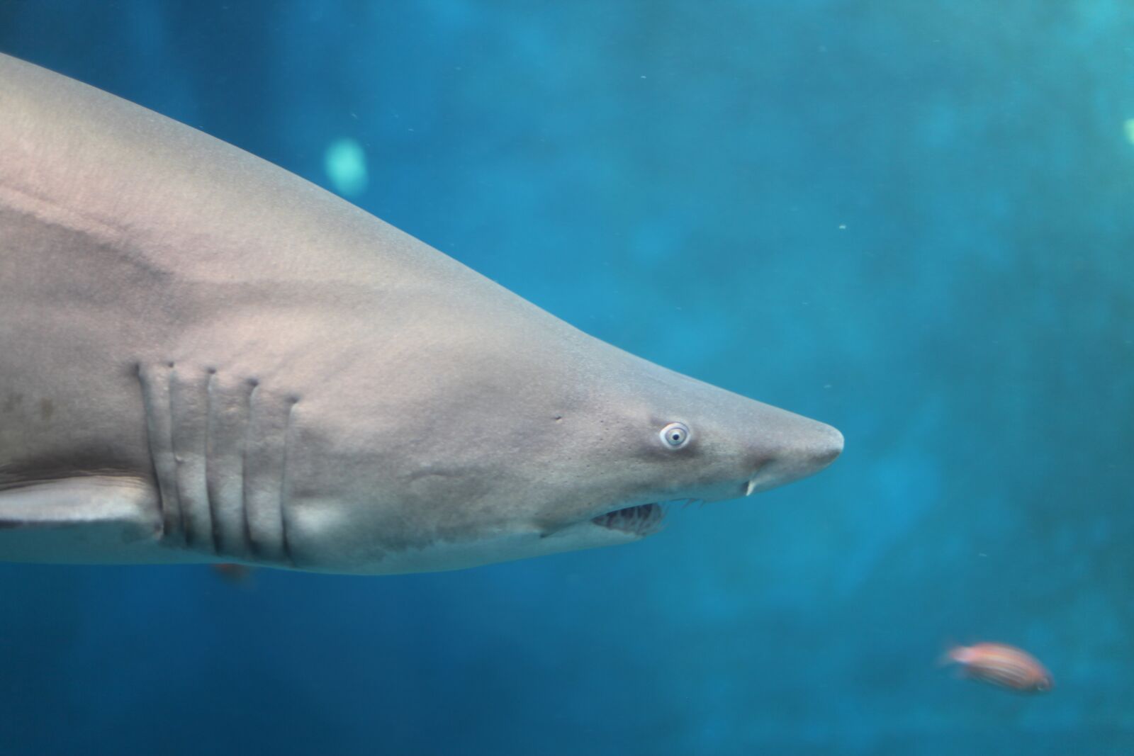 Canon EOS 5D Mark II sample photo. Shark, sea, dangerous photography
