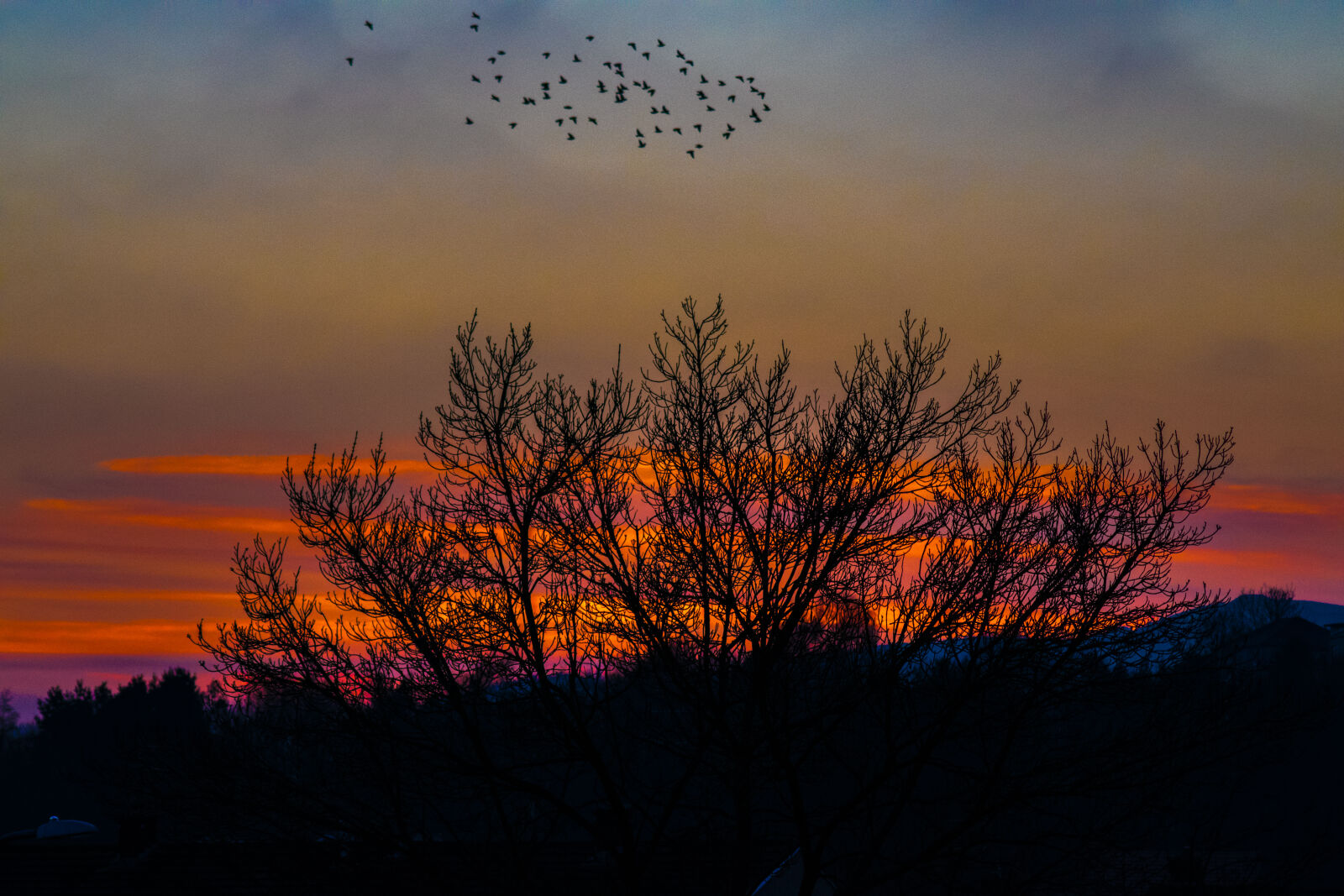 Nikon D5300 sample photo. Birds, dusk, moody, orange photography