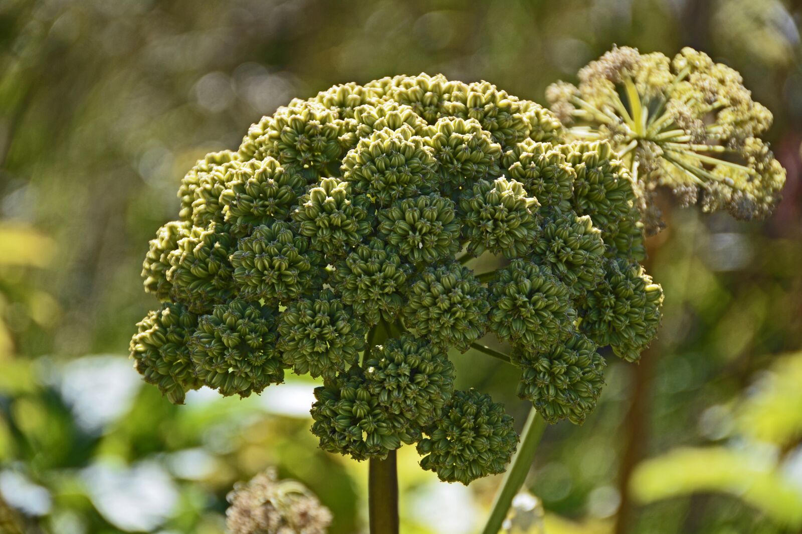 Nikon D7100 sample photo. Drug-angelica, angelica archangelica, doldengewaechs photography