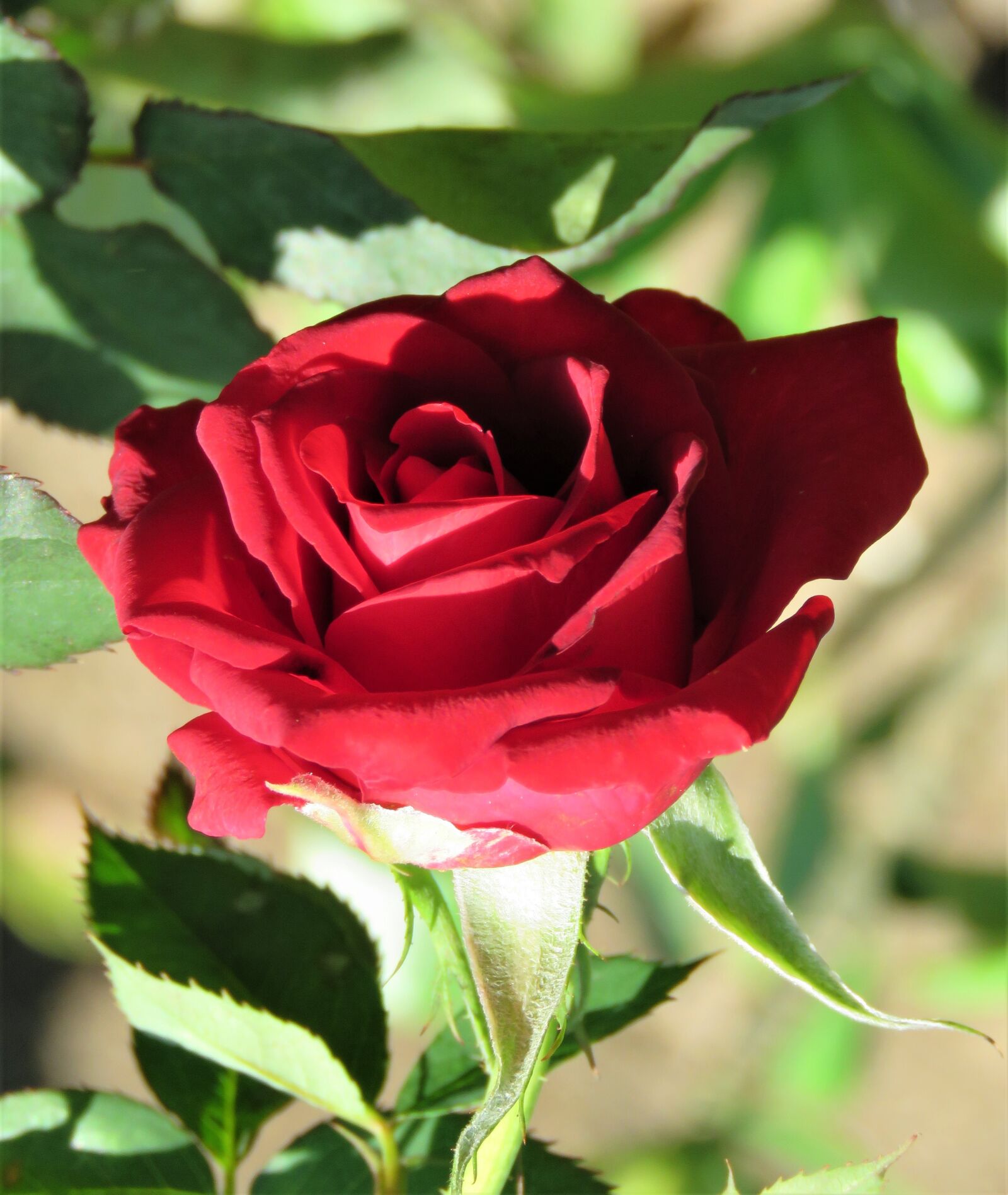 Canon PowerShot SX60 HS sample photo. Rose, red, flower photography